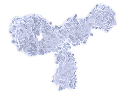 Antibody