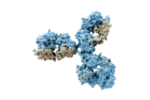 Antibody-png
